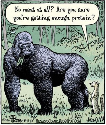 plant-based protein