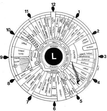 Iridology map left eye