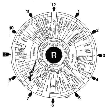 Iridology map right eye